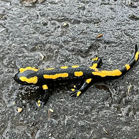 Oben Im Selketal Harzgerode