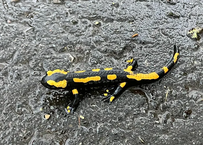 Oben Im Selketal Harzgerode